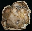 Petrified Cherry Wood Slab - Oregon x #6254-1